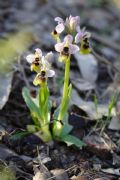 Ophrys tenthredinifera